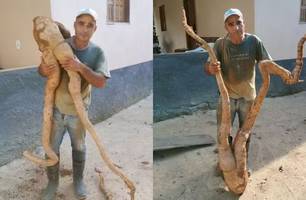 Produtor colhe mandioca de quase 20 kg com formato ‘humano’ no ES (Foto: Reprodução)