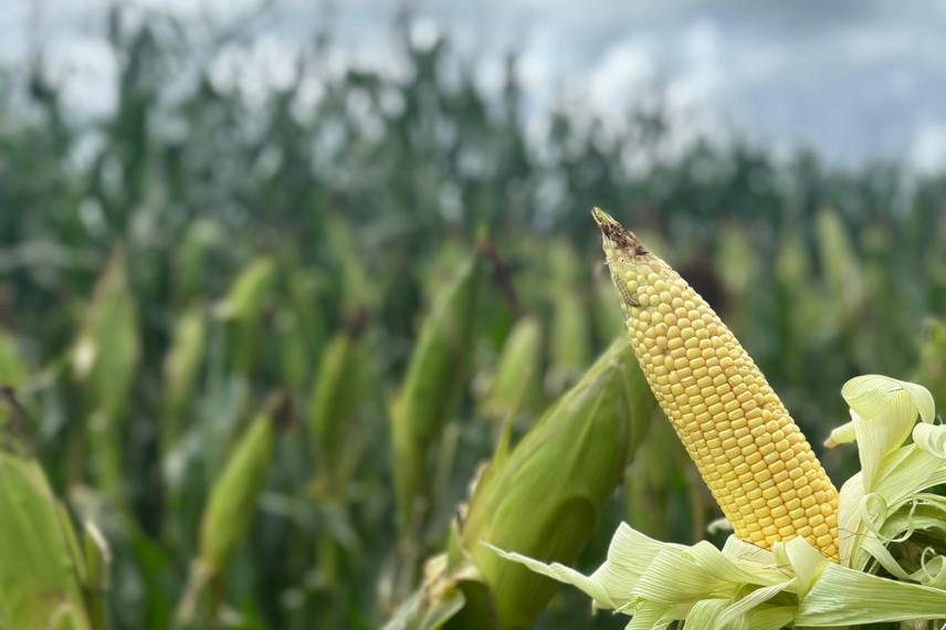 7º Dia de Campo Insolo da Fazenda Ipê reúne produtores e especialistas em  Baixa Grande do Ribeiro