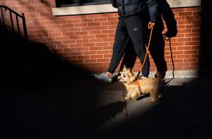 Furto de animais (Foto: Reprodução/Calla Kessler/New York Times)