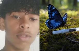 Garoto morre na Bahia após esmagar borboleta, misturar com água e injetar na perna (Foto: Reprodução/Internet)