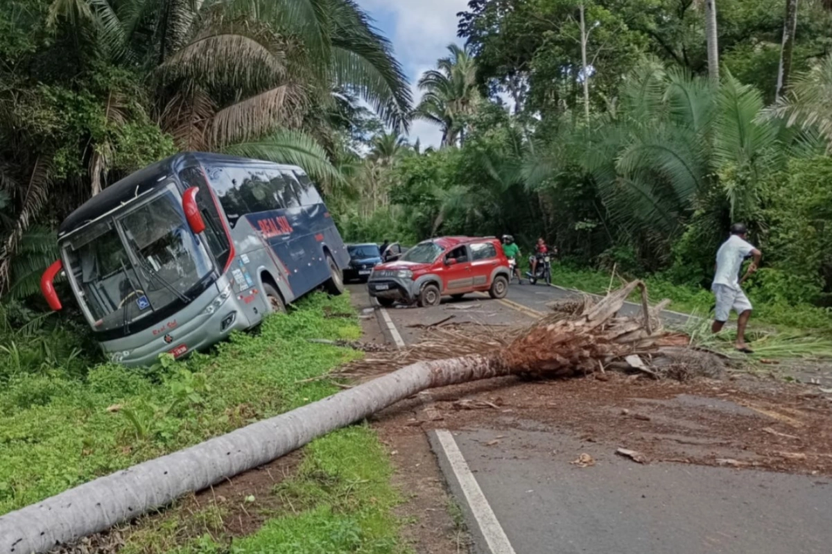 Palmeira cai sobre carro e causa acidente com ônibus na PI-214, em Esperantina