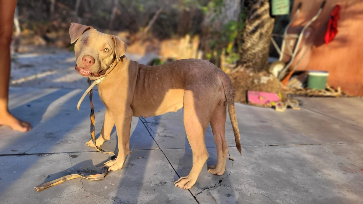 Pitbull cega é furtado em Barra Grande e tutora busca ajuda para encontrá-la