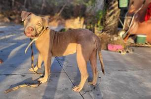 Pitbull cega é furtado em Barra Grande e tutora busca ajuda para encontrá-la (Foto: Reprodução) Pitbull cega é furtado em Barra Grande e tutora busca ajuda para encontrá-la (Foto: Reprodução)
