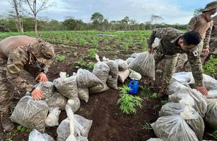 Plantação de maconha é desarticulada e quatro são presos em São João da Serra (Foto: Divulgação) Plantação de maconha é desarticulada e quatro são presos em São João da Serra (Foto: Divulgação)