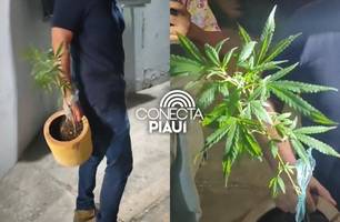 Polícia apreende drogas e prende dois suspeitos de plantar maconha em Teresina (Foto: Repórter 12/Conecta Piauí) Polícia apreende drogas e prende dois suspeitos de plantar maconha em Teresina (Foto: Repórter 12/Conecta Piauí)