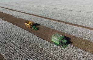 Safra de algodão no Piauí (Foto: Reprodução) Safra de algodão no Piauí (Foto: Reprodução)