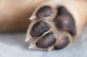 Tutor é preso após matar filhotes de cães com uma foice (Foto: Reprodução)