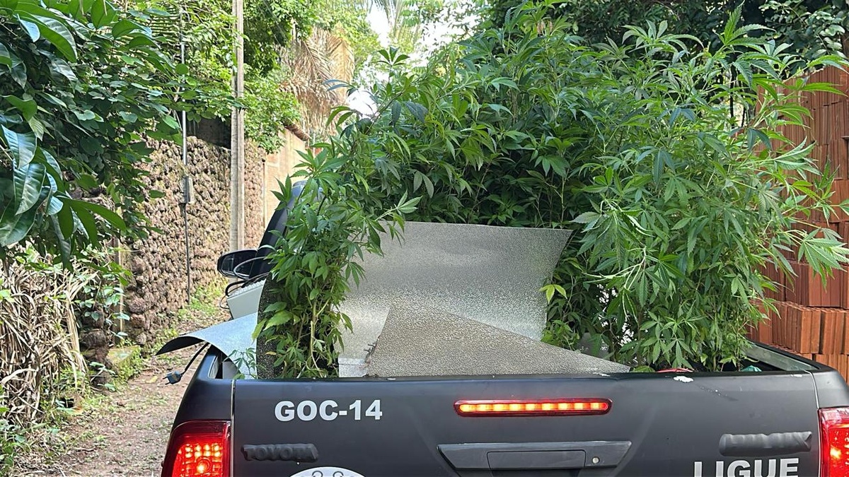 Apreensão de maconha em Teresina