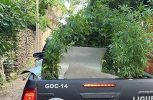 Apreensão de maconha em Teresina (Foto: Conecta Piauí) Apreensão de maconha em Teresina (Foto: Conecta Piauí)