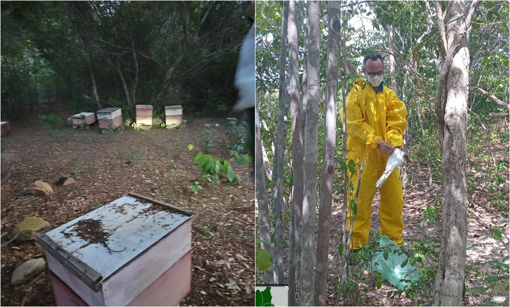 Mortandade de abelhas preocupa apicultores no sul do Piauí