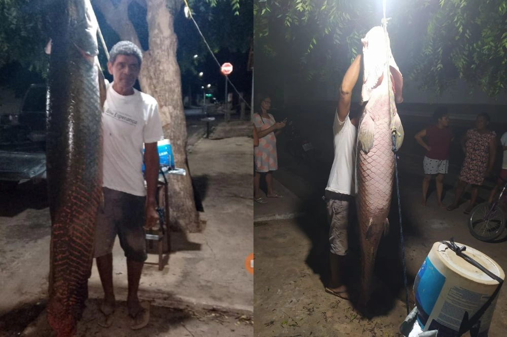Pescador fisga pirarucu gigante no Rio Parnaíba na região de Uruçuí