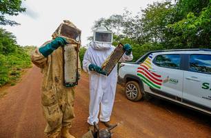 Piauí se consolida como potência na apicultura com o apoio do Governo do Estado e a dedicação dos produtores (Foto: Ascom Sada)