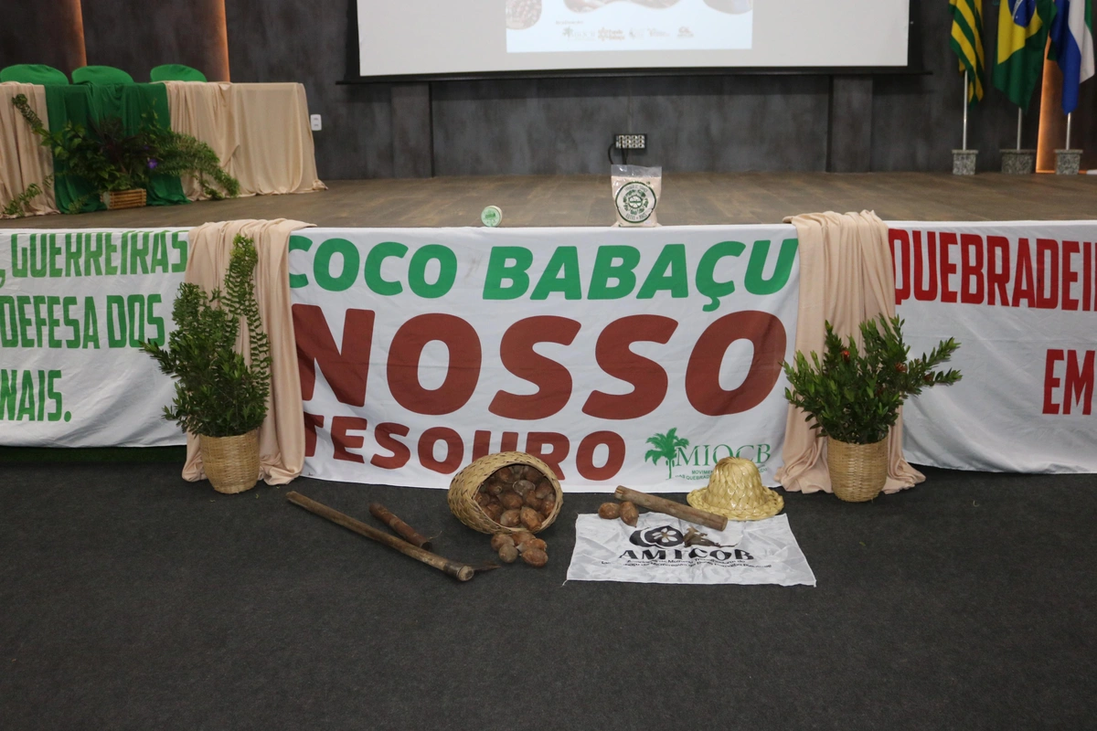 Quebradeiras de coco reivindicam proteção e acesso aos babaçuais no Piauí