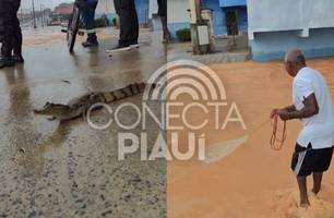 Trecho alagado no Dirceu vira "pesqueiro" e jacaré é flagrado em Teresina (Foto: Reprodução/Internet) Trecho alagado no Dirceu vira "pesqueiro" e jacaré é flagrado em Teresina (Foto: Reprodução/Internet)