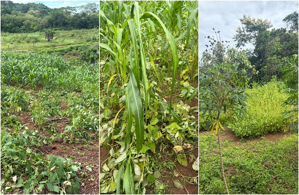 Agricultor usa drone para lançar agrotóxico e prejudica plantações em Caxingó