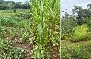 Agricultor usa drone para lançar agrotóxico e prejudica plantações em Caxingó (Foto: Reprodução)