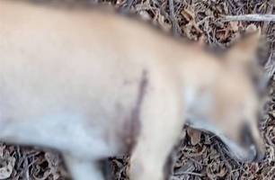 Mistério e medo cercam mortes de animais em município do Piauí (Foto: Reprodução)