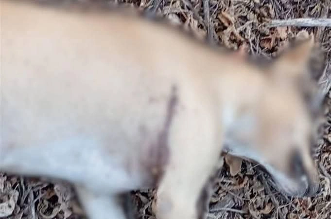 Mistério e medo cercam mortes de animais em município do Piauí