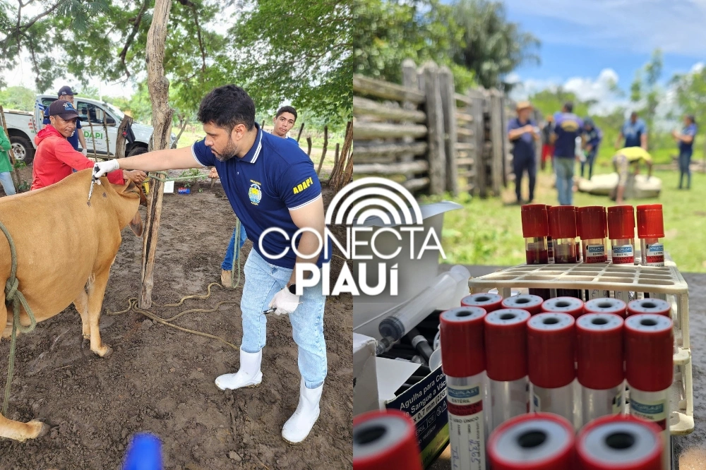 Piauí recebe 1º lote de amostras para detecção de brucelose e tuberculose bovina