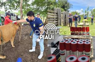 Piauí recebe 1º lote de amostras para detecção de brucelose e tuberculose bovina (Foto: Reprodução) Piauí recebe 1º lote de amostras para detecção de brucelose e tuberculose bovina (Foto: Reprodução)