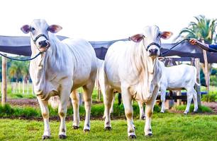 Piauí vai a Paris receber selo internacional de área livre da aftosa sem vacinação (Foto: Reprodução) Piauí vai a Paris receber selo internacional de área livre da aftosa sem vacinação (Foto: Reprodução)