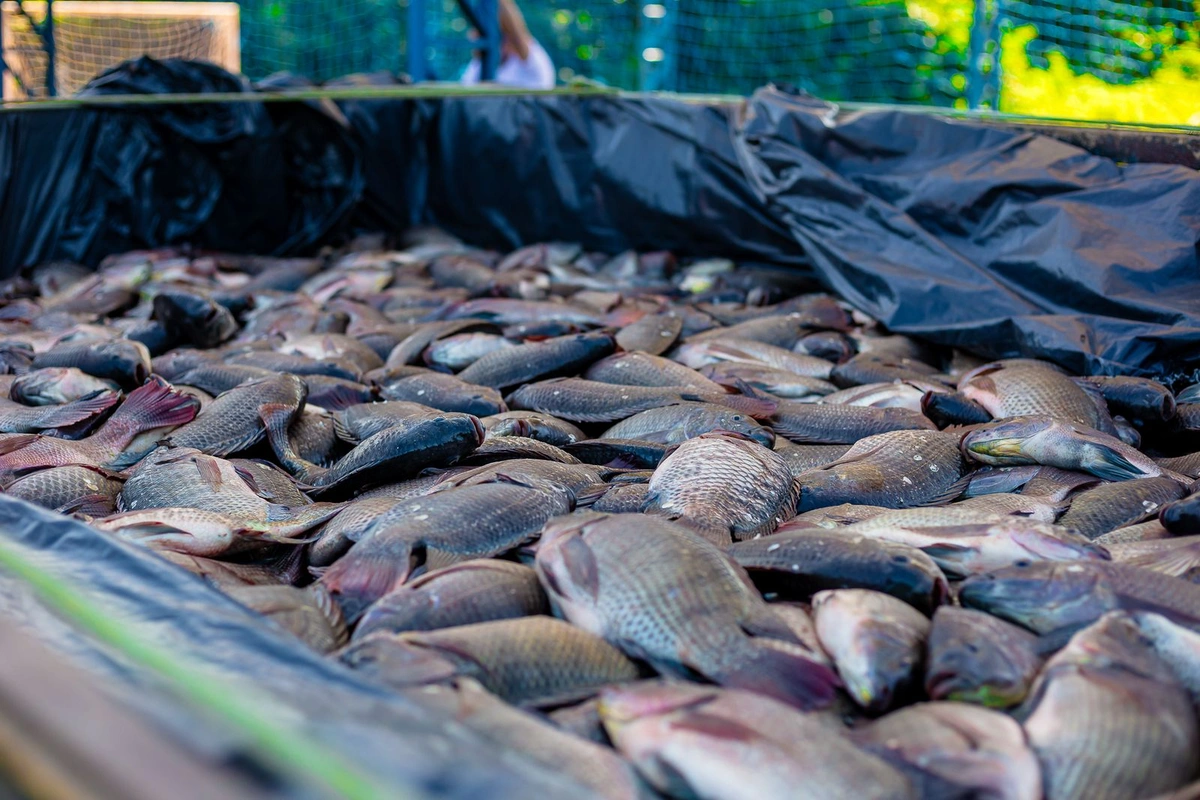 Prefeito Magnum Cardoso garante ceia de Semana Santa para 2 mil famílias em Caxingó