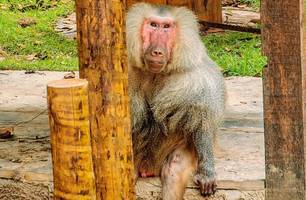 Babuíno do Zoobotânico de Teresina morre aos 30 anos (Foto: Reprodução)