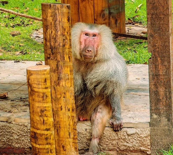 Babuíno do Zoobotânico de Teresina morre aos 30 anos