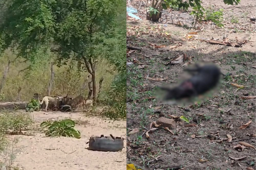 Cachorros atacam animais em cidade do Piauí e causam mais de R$ 8 mil em prejuízo