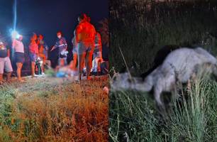 Casal fica ferido ao colidir com animal na PI-113 em José de Freitas (Foto: Reprodução)