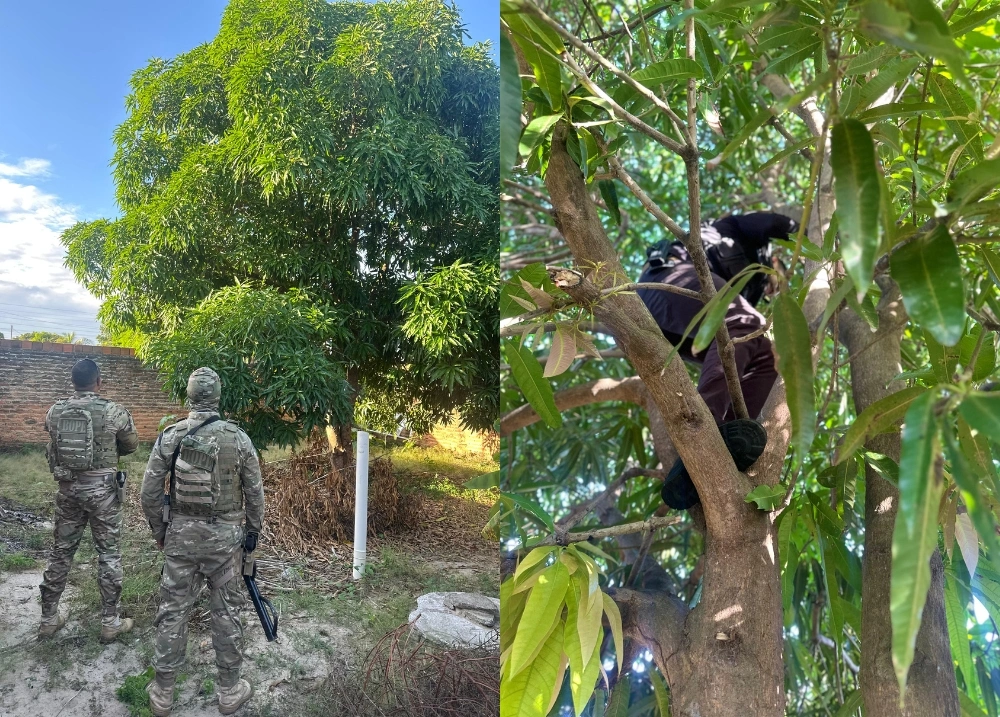 'Chapolin' é preso por tráfico de drogas durante operação em Parnaíba