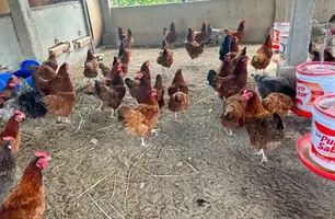 Faturamento em alta: ALI Rural contribui para avanço dos empreendimentos do campo (Foto: Reprodução)