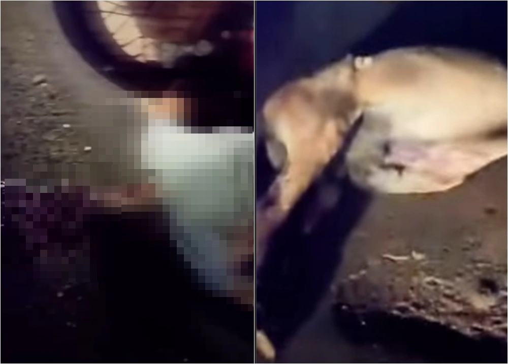 Grave acidente em Miguel Alves deixa duas pessoas feridas após colisão com boi