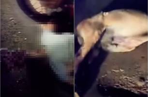 Grave acidente em Miguel Alves deixa duas pessoas feridas após colisão com boi (Foto: Reprodução)