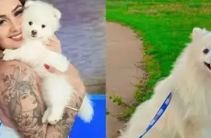 Homem mata cachorro da ex-companheira a facadas em São Paulo (Foto: Reprodução)