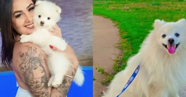 Homem mata cachorro da ex-companheira a facadas em São Paulo