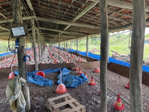 MPT obtém liminar em ação contra granja por colocar trabalhadores em risco no PI