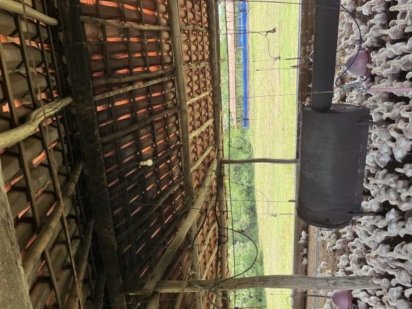 MPT obtém liminar em ação contra granja por colocar trabalhadores em risco no PI