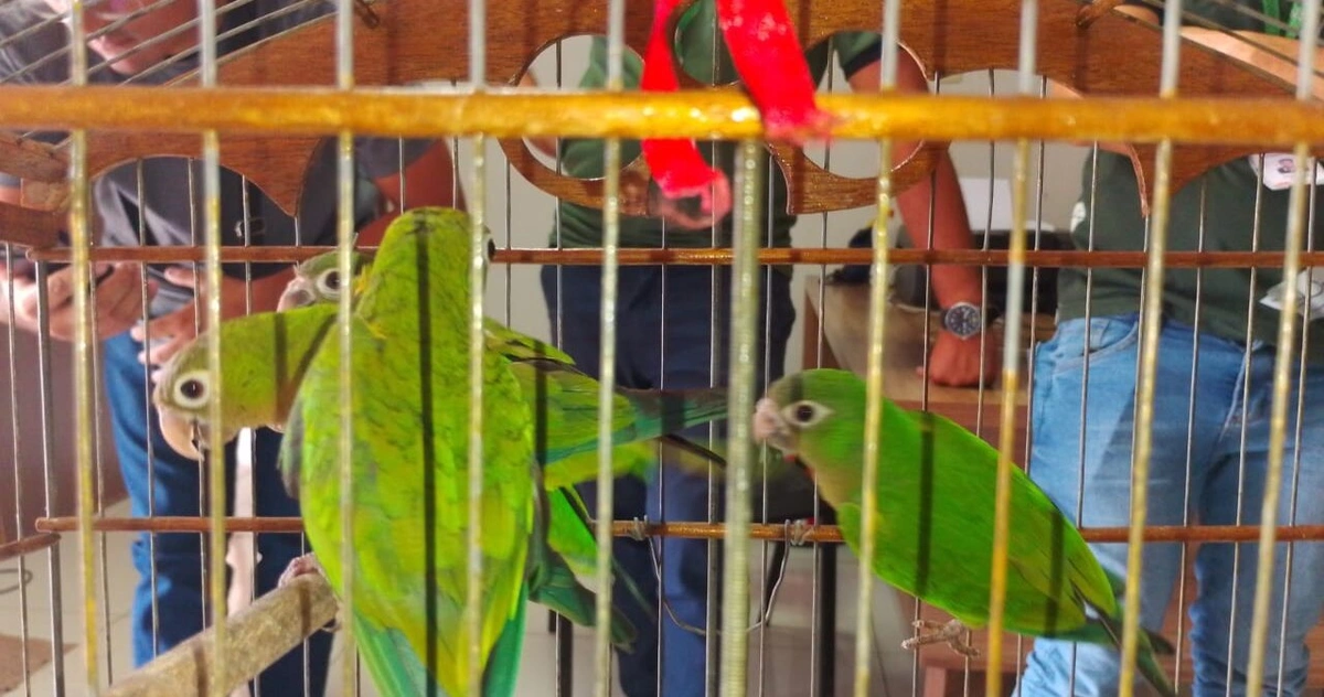 Secretaria de Meio Ambiente acolhe e recupera animais silvestres resgatados no PI