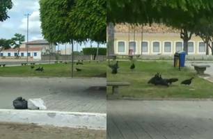 Urubus e lixo tomam conta da Praça das Vitórias no Dia das Mães em Oeiras (Foto: Reprodução) Urubus e lixo tomam conta da Praça das Vitórias no Dia das Mães em Oeiras (Foto: Reprodução)