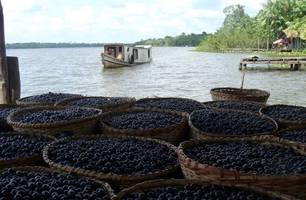 Açaí (Foto: Emater/Agência Pará)