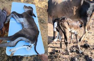 Bezerro nasce com seis patas e sem ânus em comunidade rural de Jaicós (Foto: Reprodução)