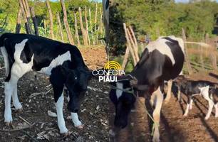 Bezerros nascem em Alagoinha e anunciam novo tempo pro rebanho do Piauí (Foto: Reprodução) Bezerros nascem em Alagoinha e anunciam novo tempo pro rebanho do Piauí (Foto: Reprodução)