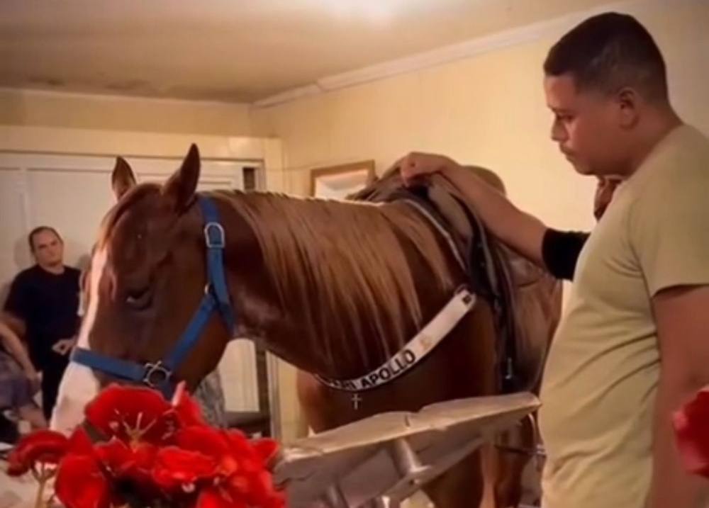 Cavalo de Robin da Carne é levado a velório para último adeus ao empresário