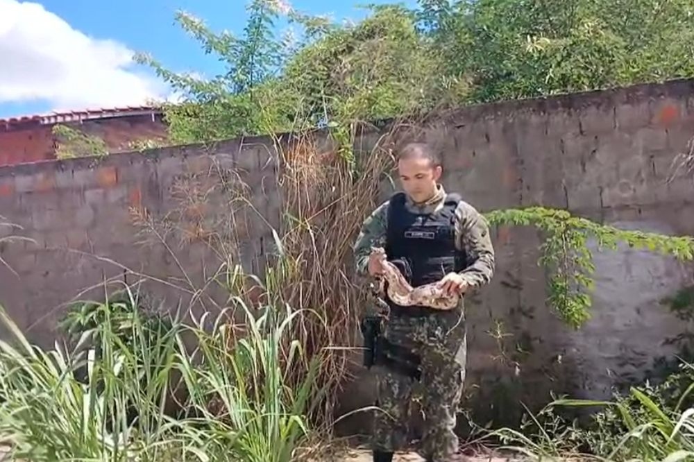 Cobra é encontrada em residência e resgatada pela Polícia Ambiental em Teresina