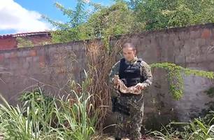 Cobra é encontrada em residência e resgatada pela Polícia Ambiental em Teresina (Foto: Reprodução)