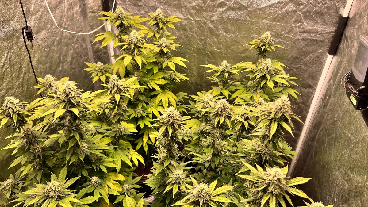 DRACO deflagra operação para desarticular organização criminosa em Pedro II