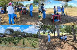 Embrapa Meio-Norte promove Dia de Campo com foco em produção animal integrada (Foto: Assessoria) Embrapa Meio-Norte promove Dia de Campo com foco em produção animal integrada (Foto: Assessoria)