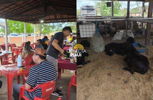 Expo Campo Maior reúne criadores e destaca raças de ovinos e caprinos no Piauí (Foto: Assessoria) Expo Campo Maior reúne criadores e destaca raças de ovinos e caprinos no Piauí (Foto: Assessoria)