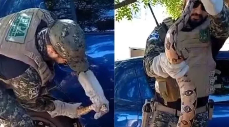 Jiboia é resgatada de carro no estacionamento de hospital em Teresina